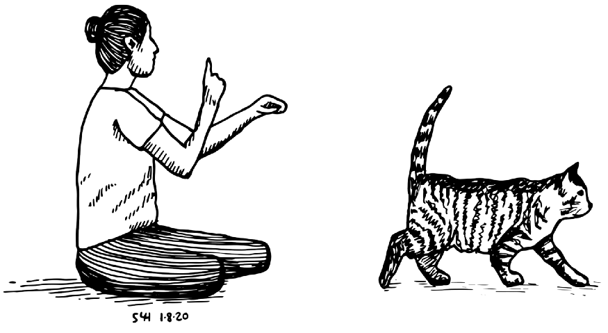 用户代表——为所欲为的猫
